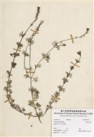 藏品(裂葉美人櫻)的圖片